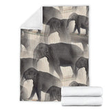 elephant- blanket