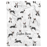 Boston terrier dog
