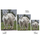 Mountain Goat