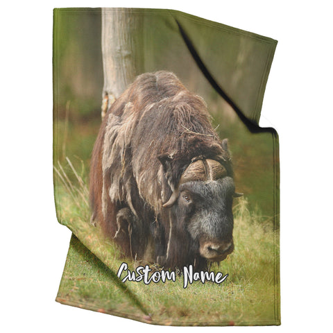 Musk oxen
