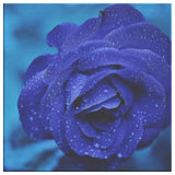 Blue Rose Framed Canvas